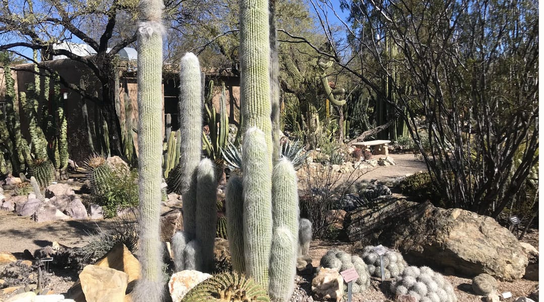 Various types of cacti at the Tucson Botanical Gardens