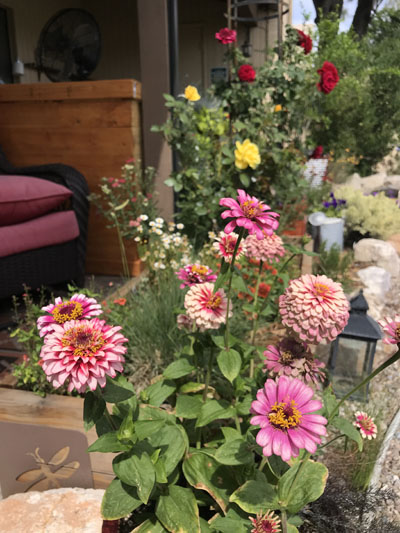 Flowers blooming in a variety of colors in containers and raised beds in a Tucson yard