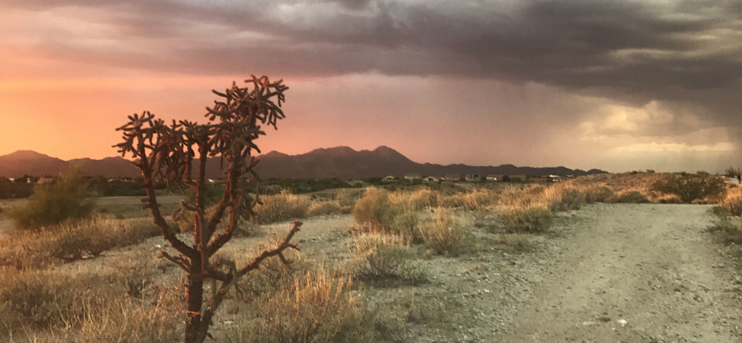 Cholla in the foreground, mountains in the background, and a monsoon storm and sunset in the distance at a Tucson-area park in August