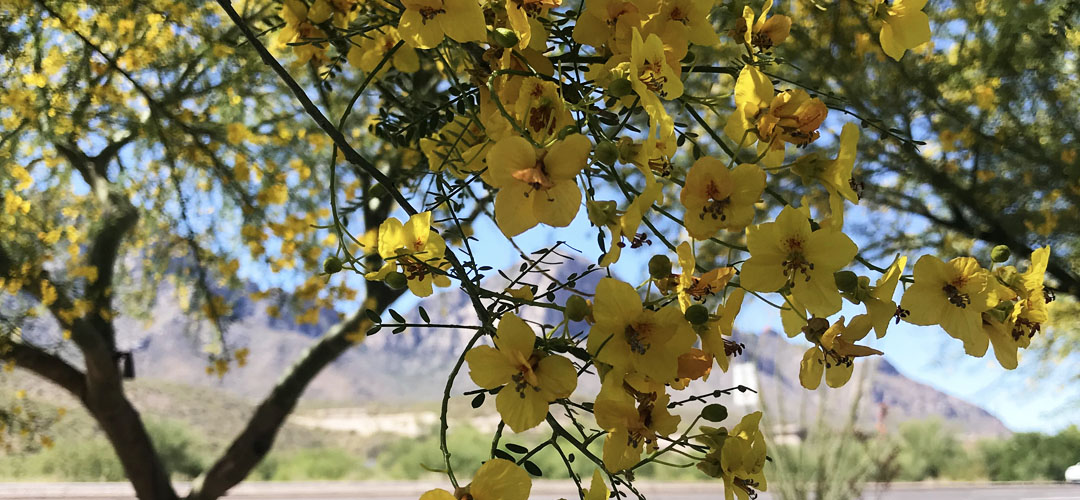 A palo verde tree with yellow blooms. The Catalina Mountains are in the background.