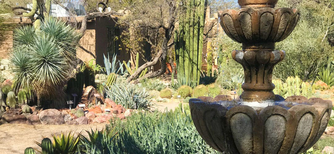 Why Visit the Tucson Botanical Gardens?