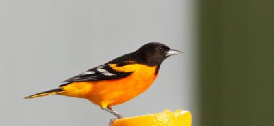 an oriole perches on a half of an orange