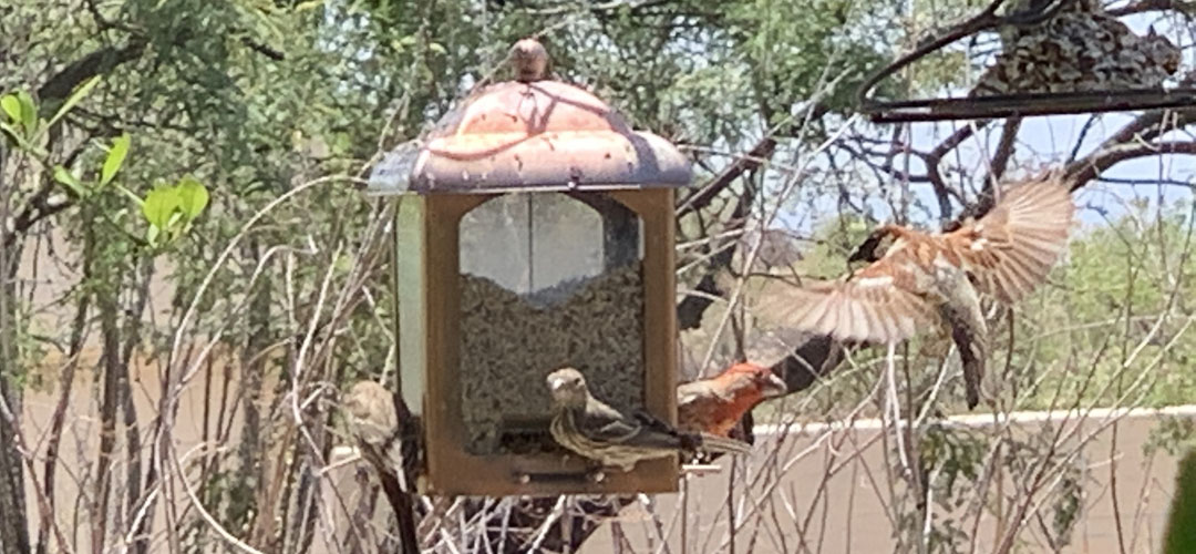 Various types of birds in Tucson flock to a birdfeeder