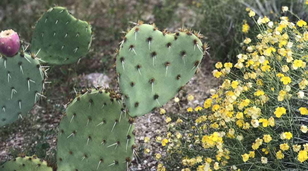 A prickly pear cactus in the shape of a heart with yellow wildflowers in the background