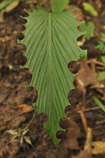 A leaf with semi-circle holes left by a leafcutter bee