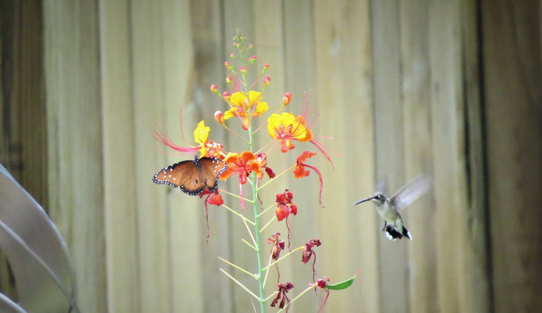 hummingbird butterfly mexican bird of paradise