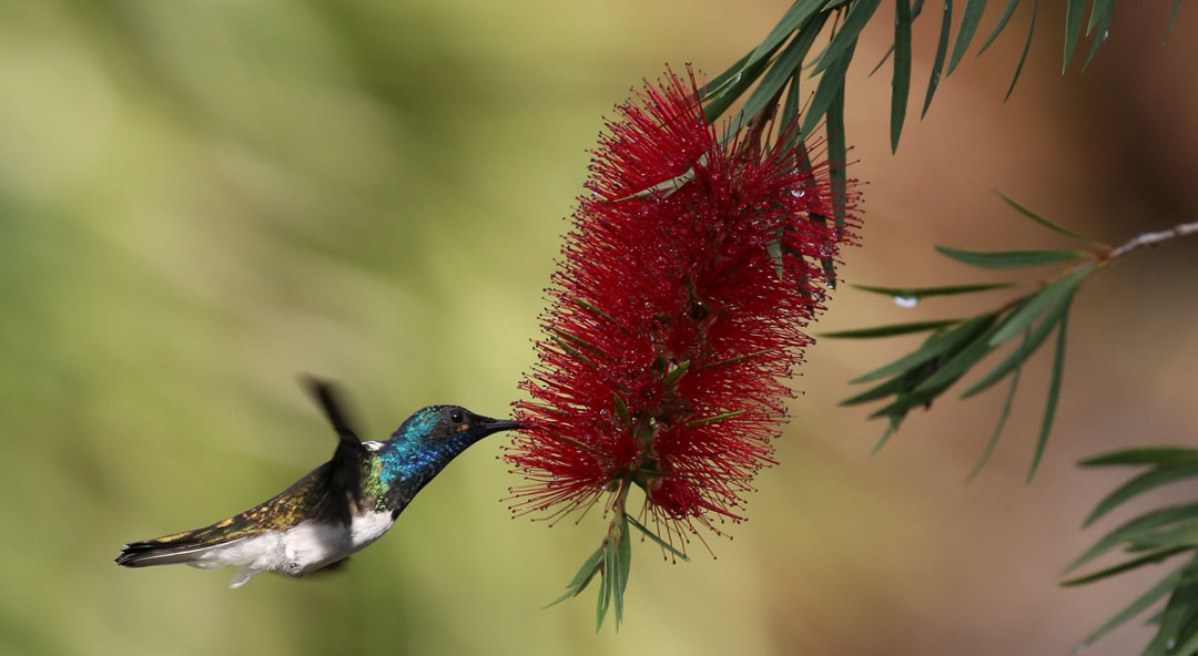 hummingbird bottle brush bush