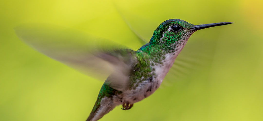 Create a Hummingbird Oasis in Your Tucson Yard