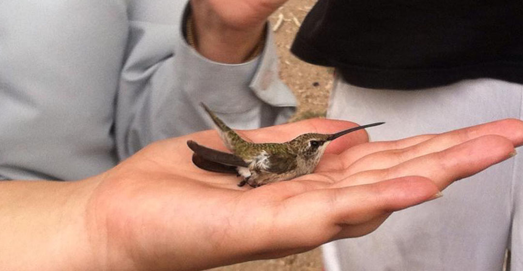 hummingbird in my hand