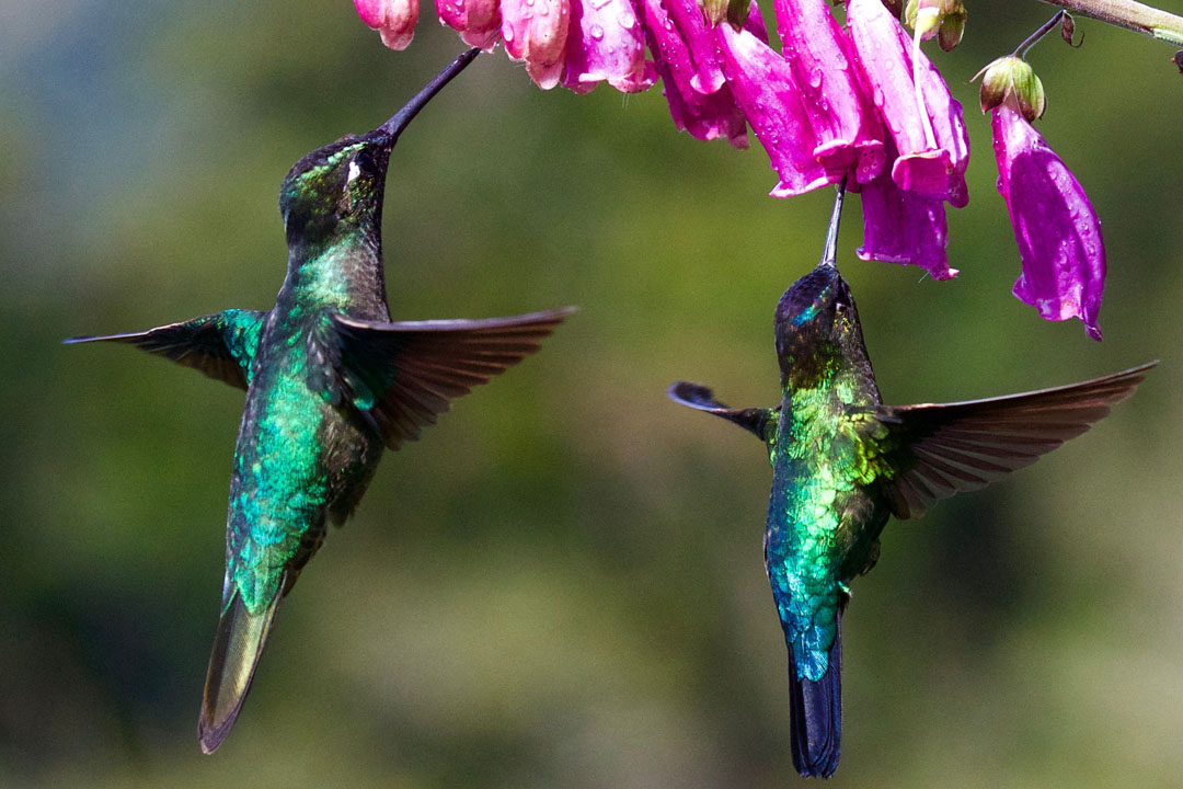 hummingbirds flowers