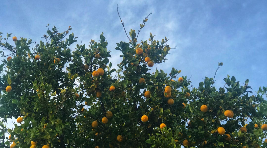 A lemon tree grows in a yard in Oro Valley, Arizona
