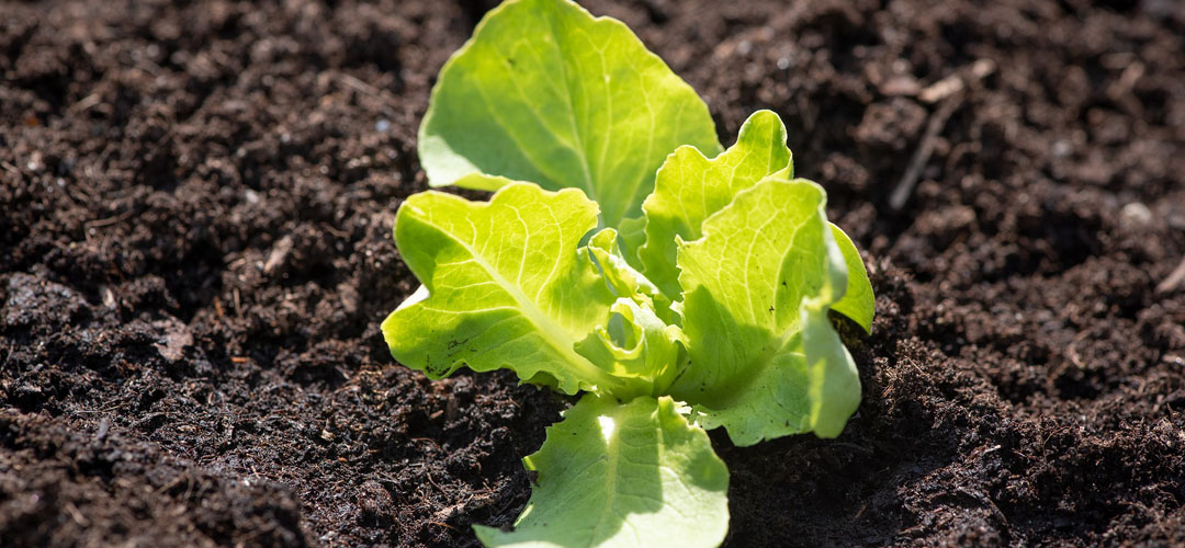 TYGR lettuce seedling
