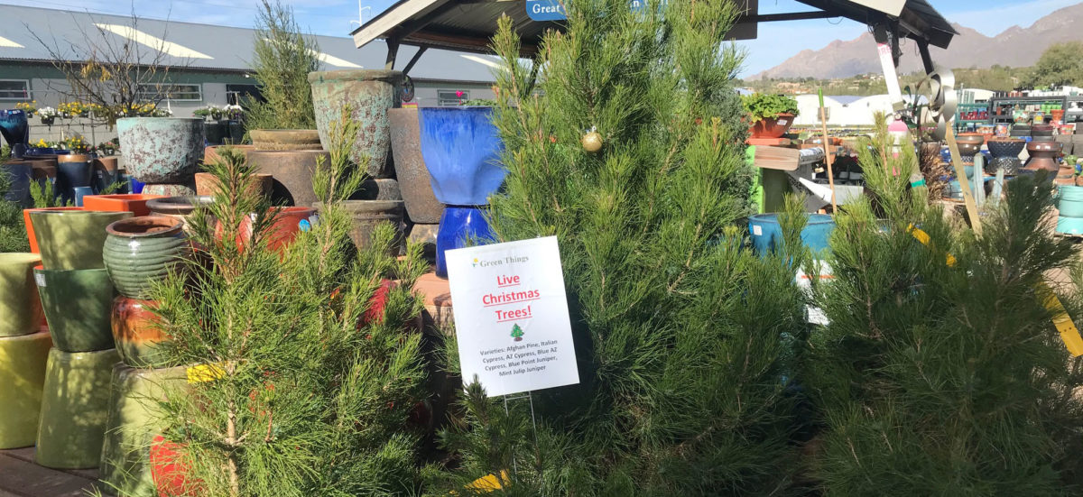 Various types of live Christmas trees for sale at Green Things plant nursery in Tucson Arizona