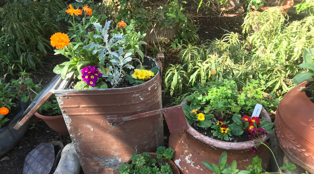 A mailbox used as a planter at the Tucson Botanical Gardens