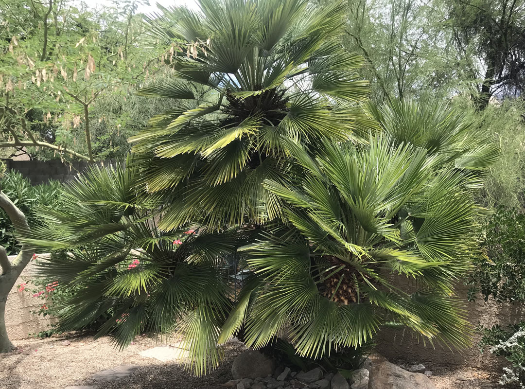 mediterranean fan palm in a Tucson backyard