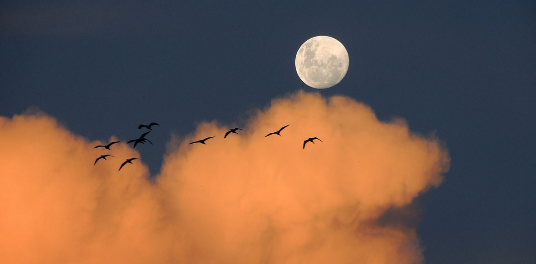 migratory birds and moon