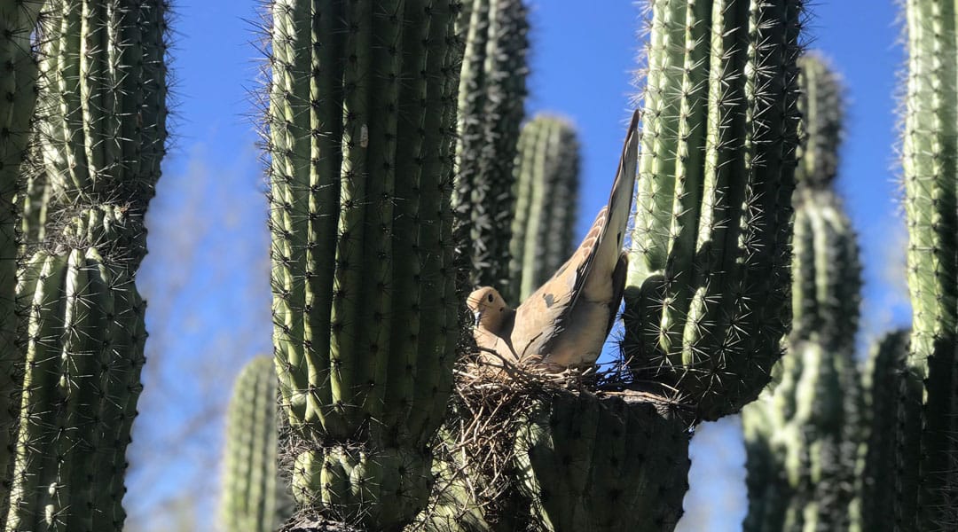 a mourning dove sits on her nest in an organ pipe cactus in Tucson Botanical Gardens