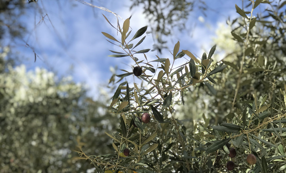 TYGR Olive Tree