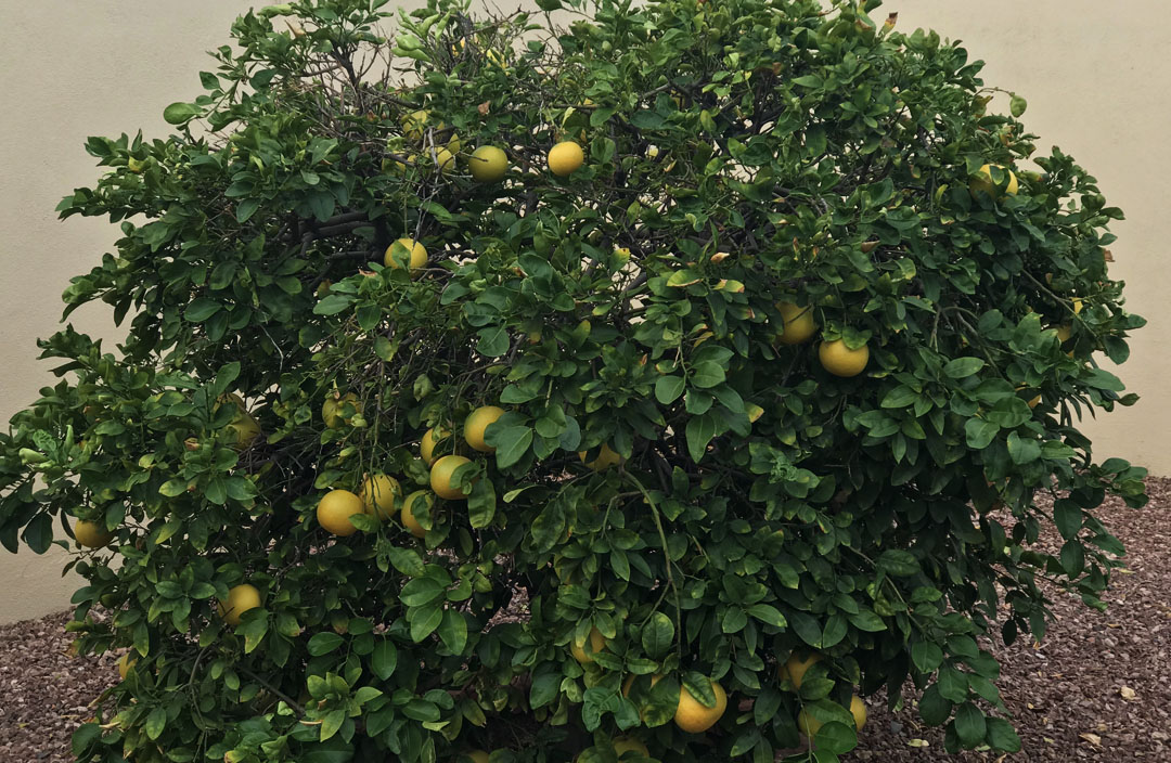 A small orange tree that resembles a shrub with ripening oranges in Arizona
