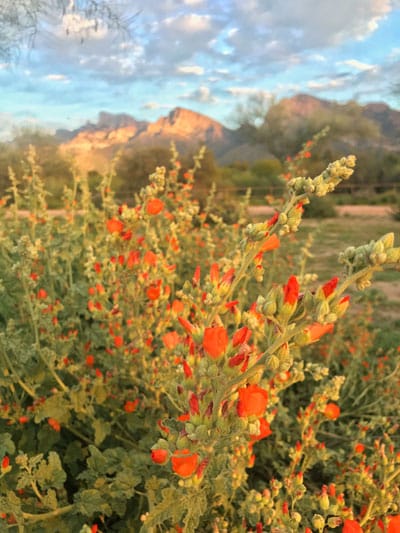 Orange globemallow flowers grow in Tucson with the Catalina mountains in the background