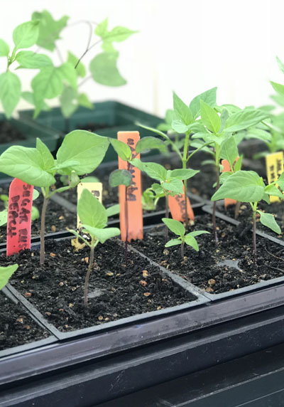 Pepper seedlings ready for transplant in a Tucson yard