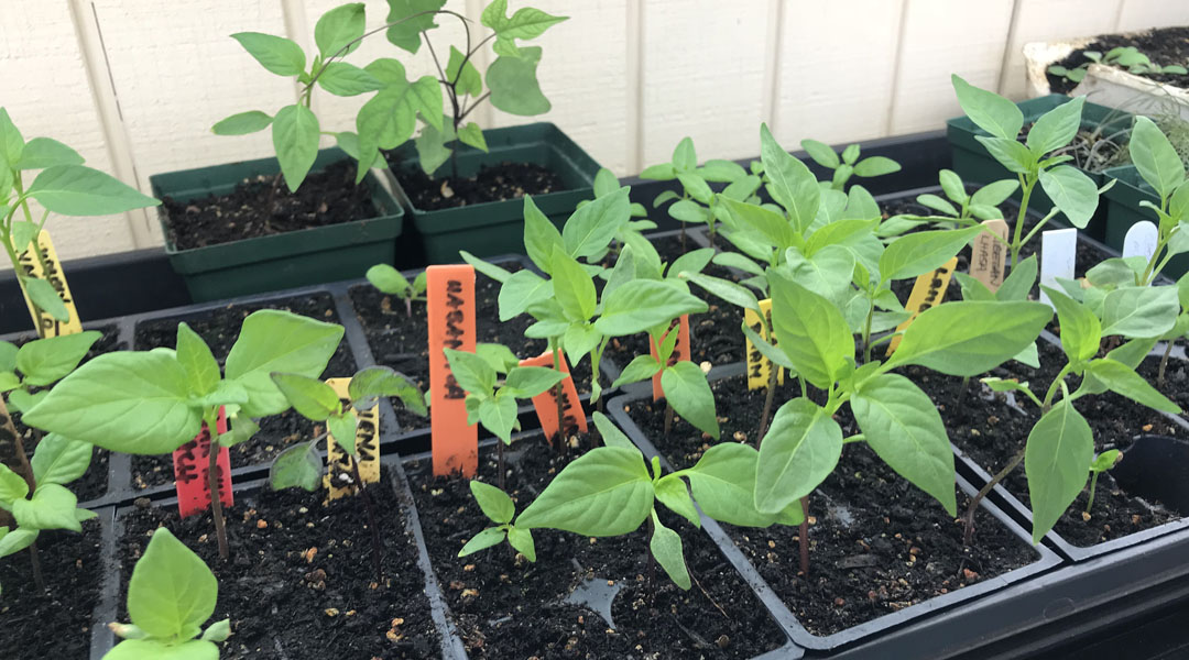 Pepper seedlings grow in plastic containers in Tucson, Arizona