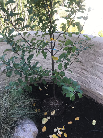 Anna apple tree in a Tucson garden