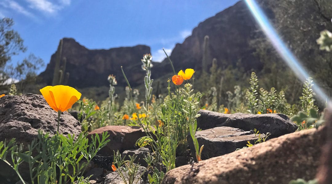 California poppies grow in March near Picacho Peak in Arizona