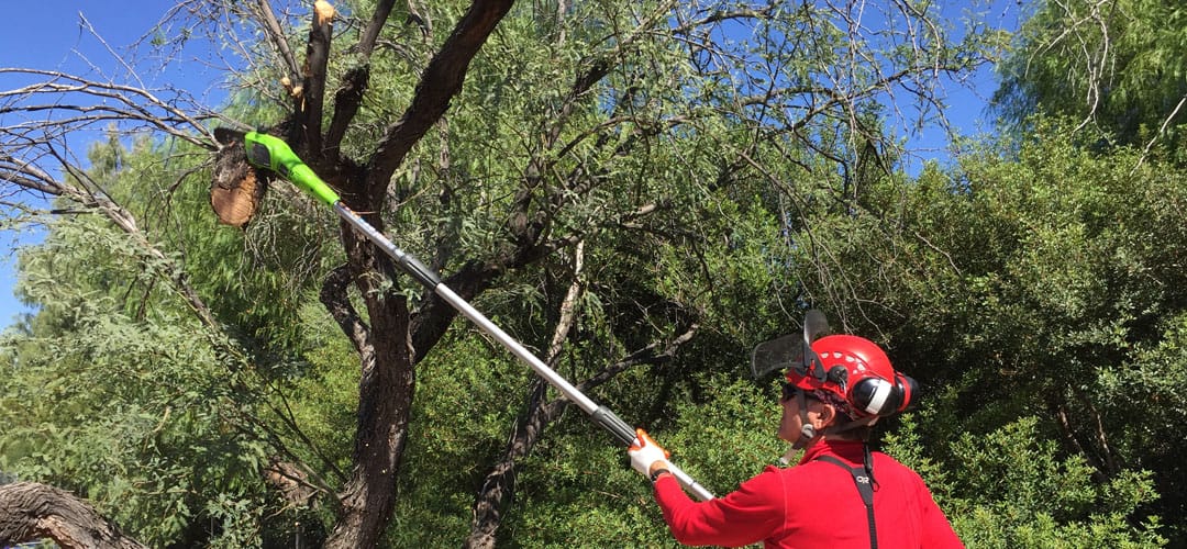 Pruning a mesquite tree with a pole chain saw