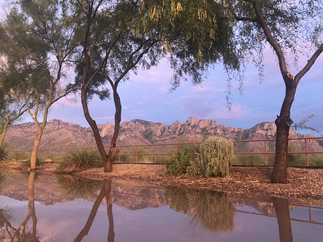 The Catalina mountain range in the background, native Tucson trees reflected in a large puddle in the foreground