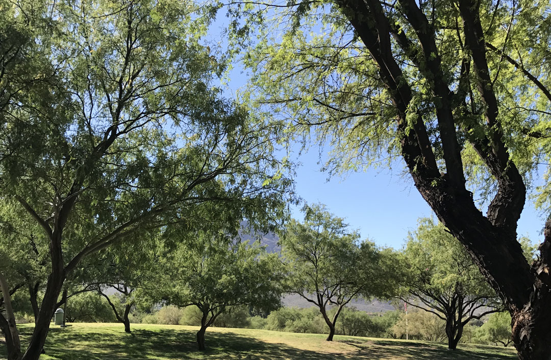 Trees Riverfront Park Oro Valley