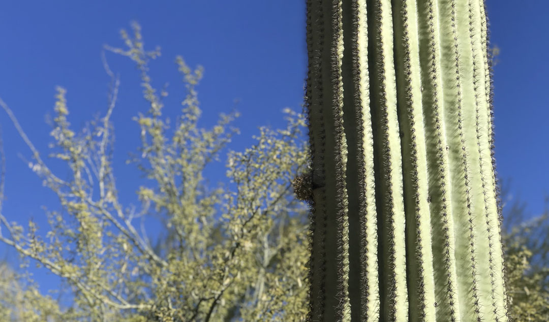 a tall saguaro with a tiny arm beginning to grow in Tucson. A palo verde grows in the background.