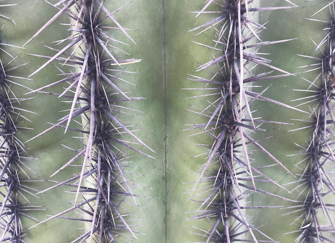 Close up of the ridges and spines on a saguaro cactus