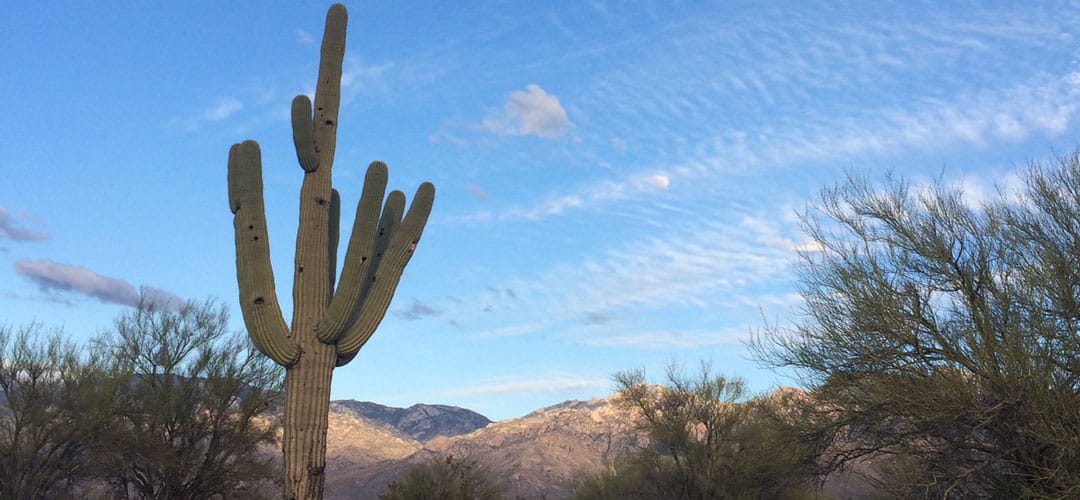 A saguaro cactus with the Catalina mountains in the background