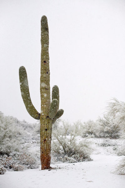 A saguaro cactus during a snowfall in Tucson