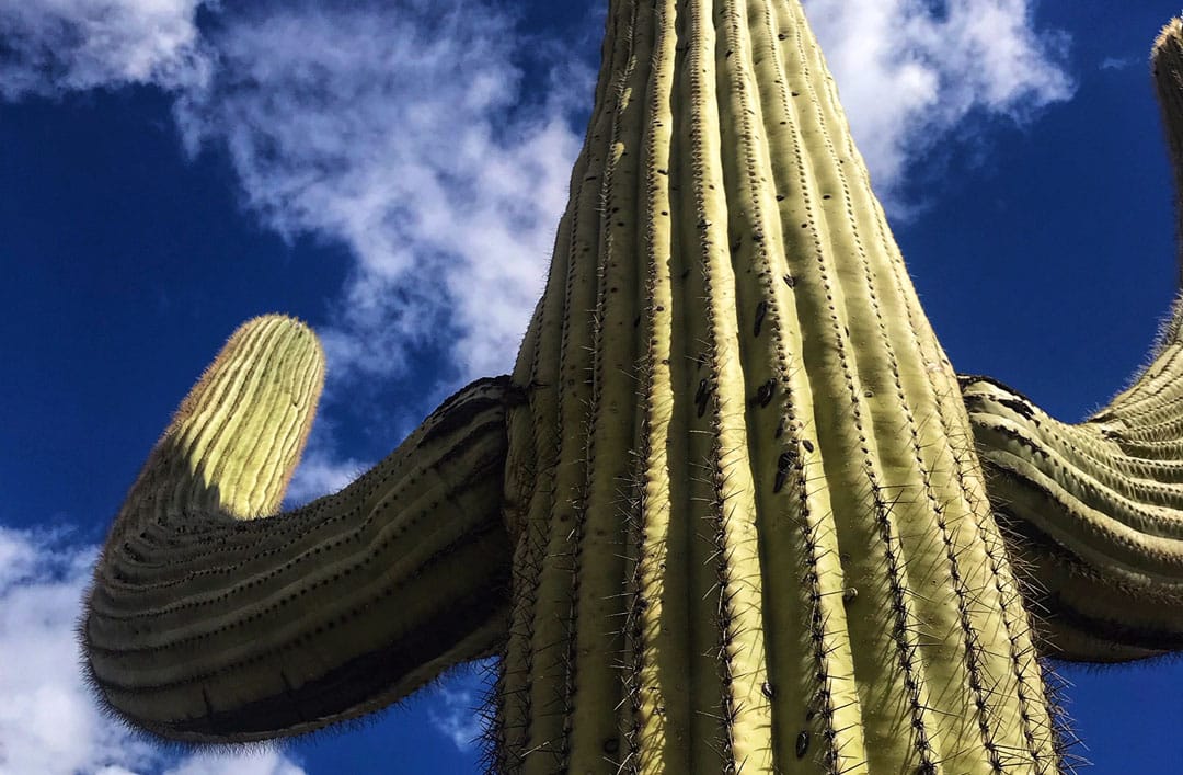 looking up at a saguaro with a blue sky in the background in Tucson