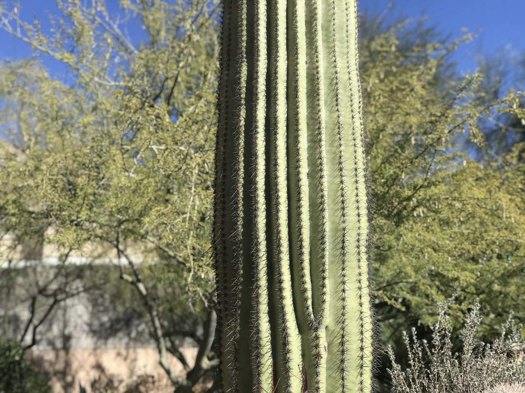 a saguaro in a Tucson backyard