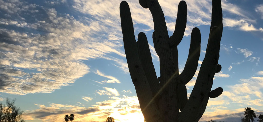 a multi-armed saguaro cactus in tucson is silhouetted against a setting sun
