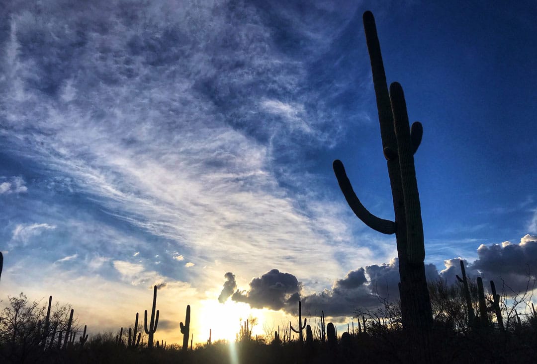 Silhouettes of saguaros against a Tucson sunset