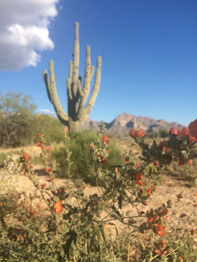 Orange wildflowers frame a saguaro with many arms. The Catalina mountains are in the background