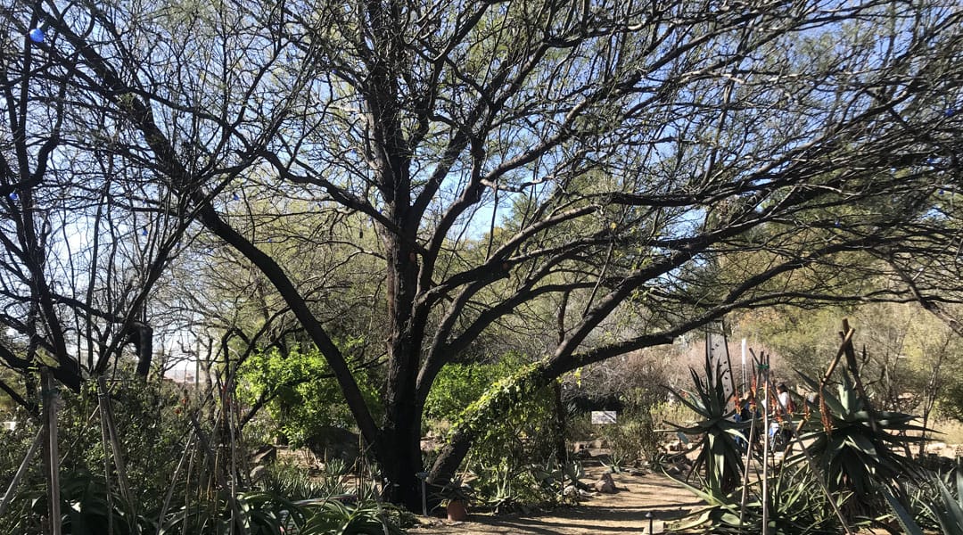 A large shade tree at the Tucson Botanical Gardens