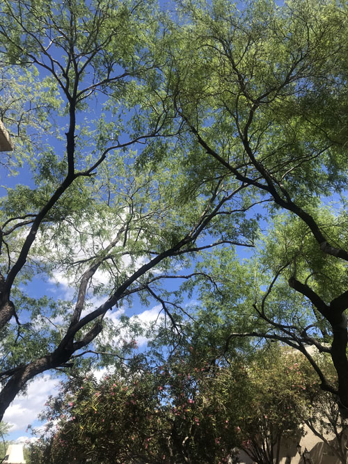 TYGR tucson shade trees