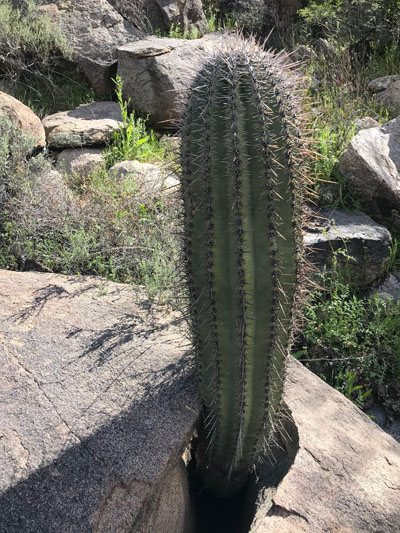 A small saguaro, around 4 feet tall, grows out of a rock on a Tucson hiking trail