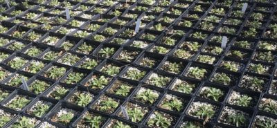 succulents for sale at a Tucson-area plant store