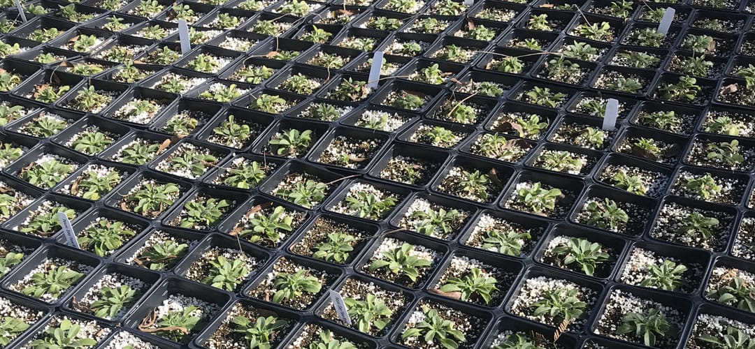 Spring 2020 Plant Sales in Tucson