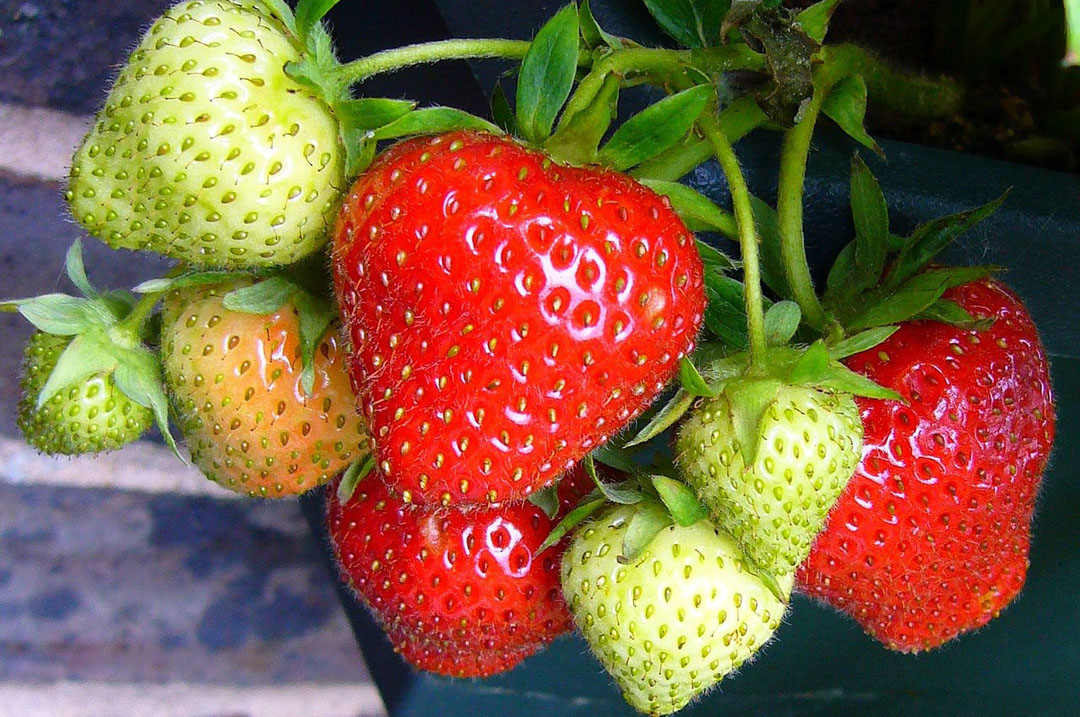 strawberries growing on a strawberry plant