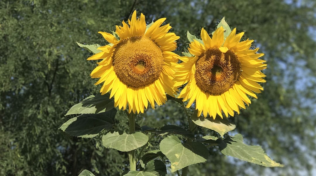 Sunflowers grow in a Tucson yard