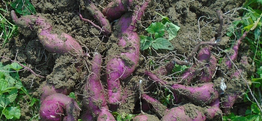Sweet potatoes dug up with dirt around them