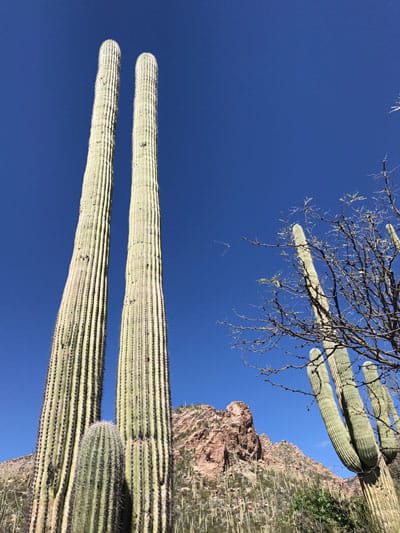 Tall armless saguaros in the Tucson desert
