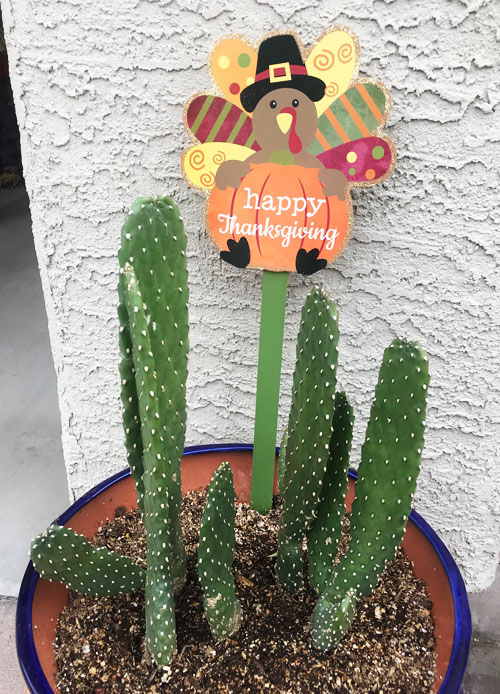Thanksgiving cactus